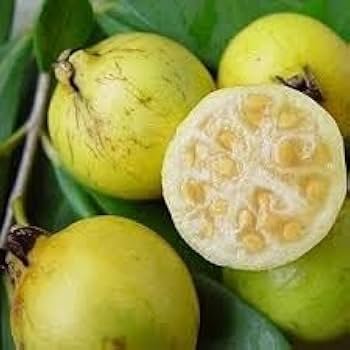 Yellow Strawberry Guava (પીળું સ્ટ્રોબેરી જામફળ)